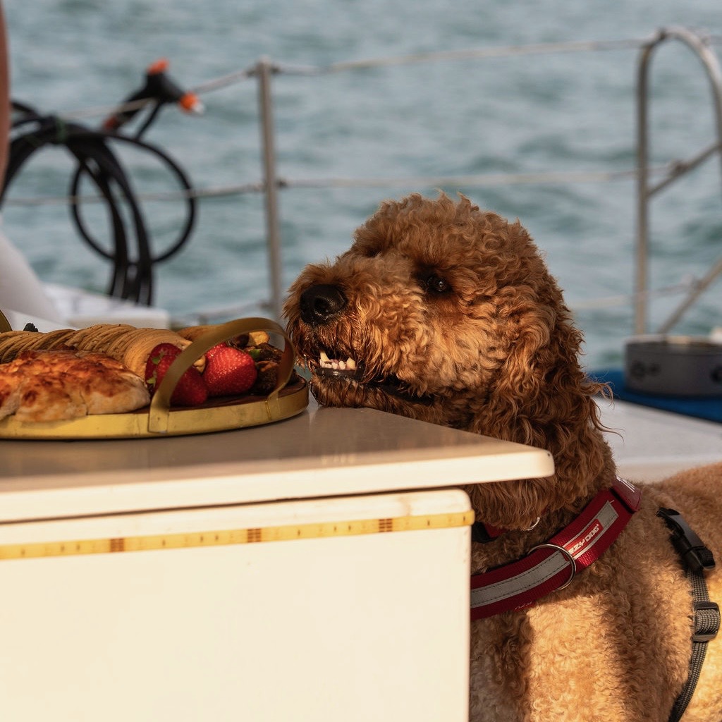 Dogs on Deck Harbour Cruise - Sydney Harbour