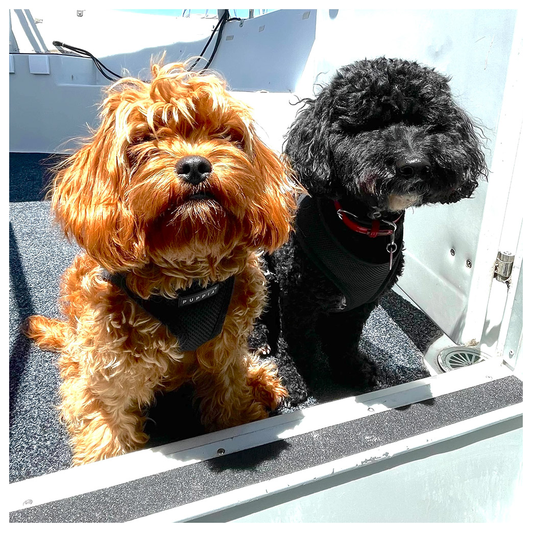 Dogs on Deck Harbour Cruise - Sydney Harbour